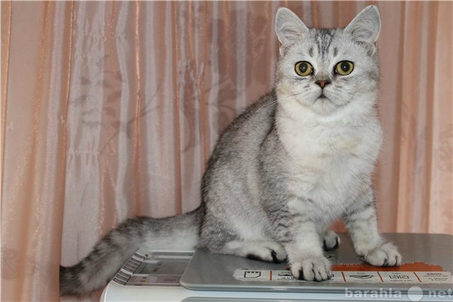 Продам: серебристый тикированный котик