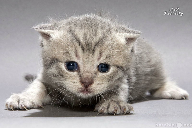 Продам: голубой мраморный шотландский котенок