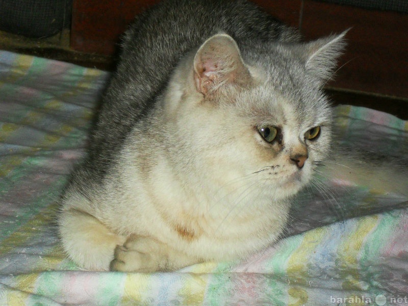 Продам: котята шотландские серебристых окрасов