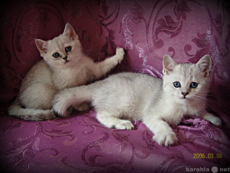 Продам: Котята Британской серебристой шиншиллы