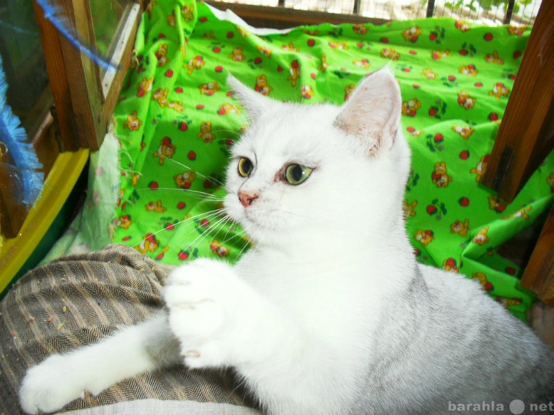 Продам: котенок британский серебристого окраса
