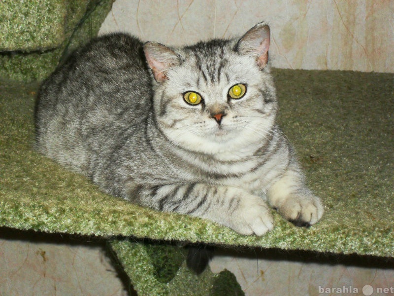 Продам: котята шотландские серебристых окрасов