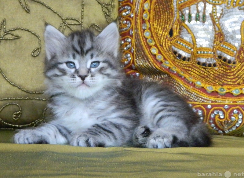 Продам: Сибирский чистокровный котенок продам