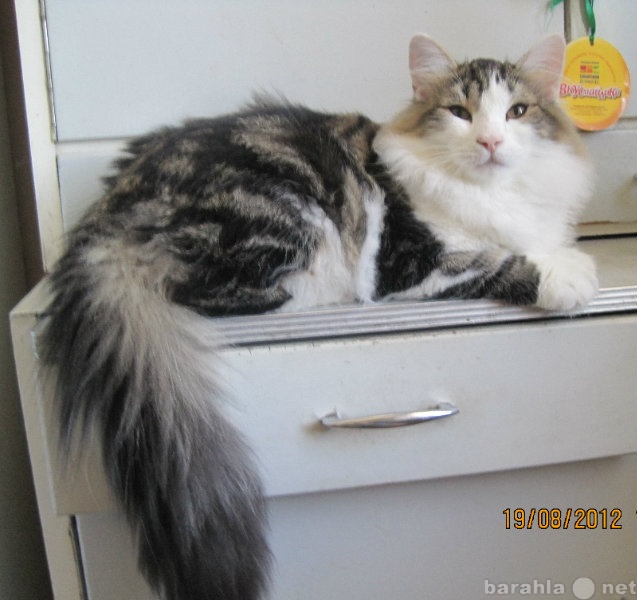 Продам: Сибирский котенок из питомника