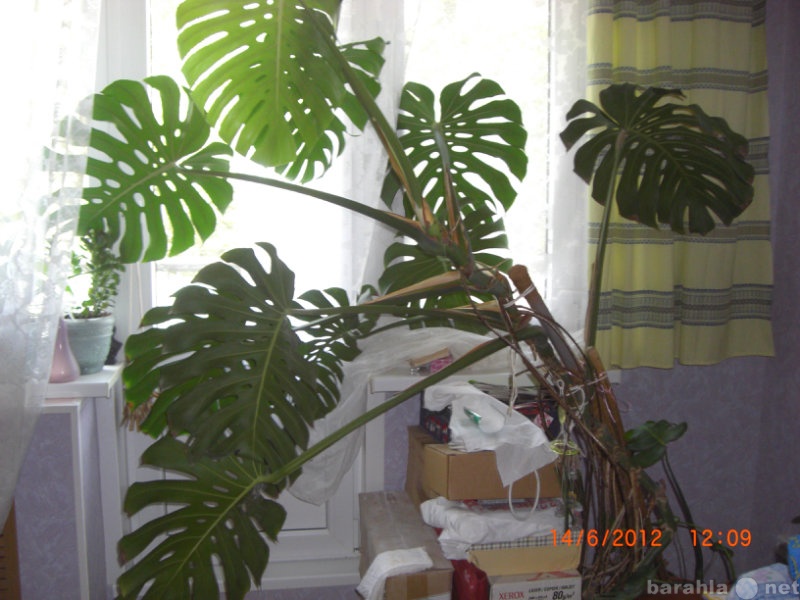 Продам: Растение-лиана монстера (отростки)