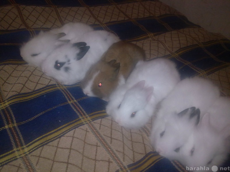 Продам: декаративные кролики