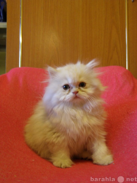 Продам: персидский котёнок