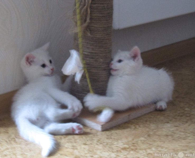 Отдам даром: Белые котята от сибирской кошки