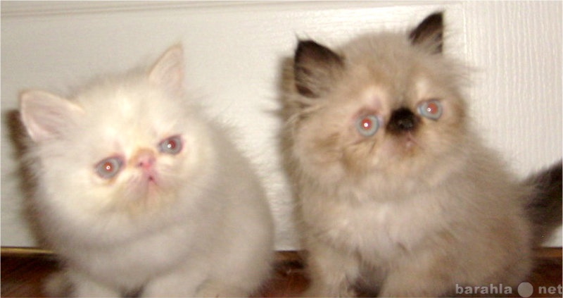 Продам: Персидские чистопородные котята