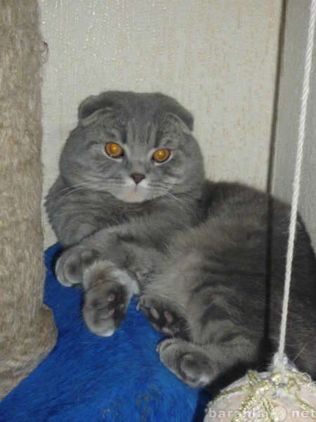 Продам: Плюшевый шикарный кот для вязки