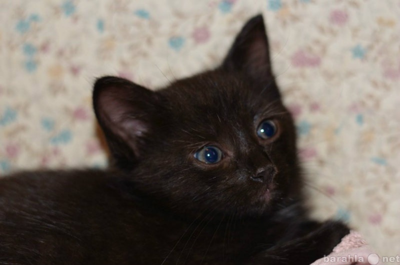 Отдам даром: Котенок(черный с голубыми глазками))