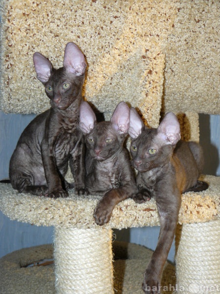 Продам: шоколадные котята корниш-рекс
