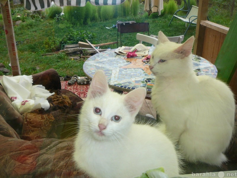Отдам даром: голубоглазый беленький котенок (котик)