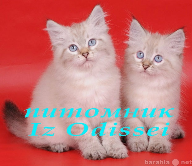 Продам: Невские Маскарадные котята Из Одиссеи!!!