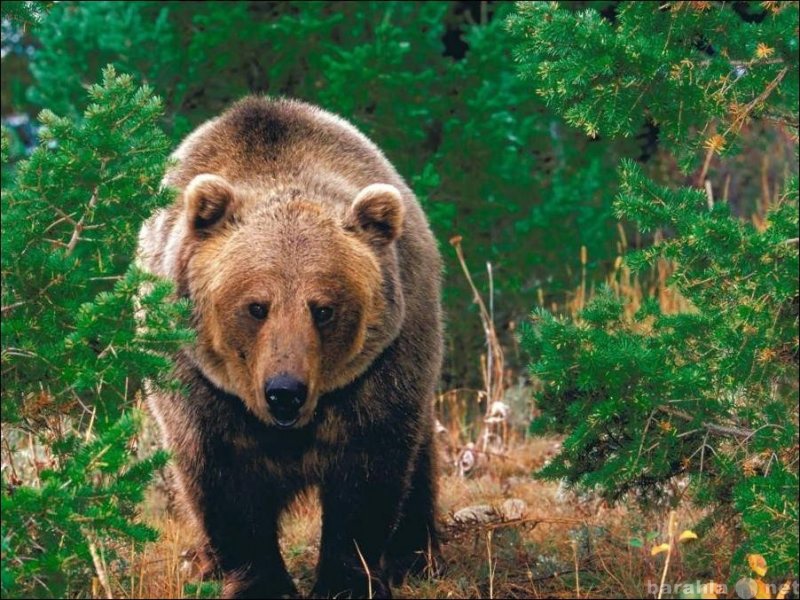 Продам: медвежий жир и желчь