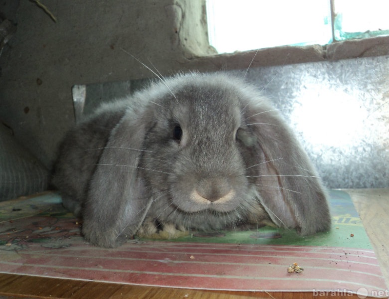 Продам: крольчата