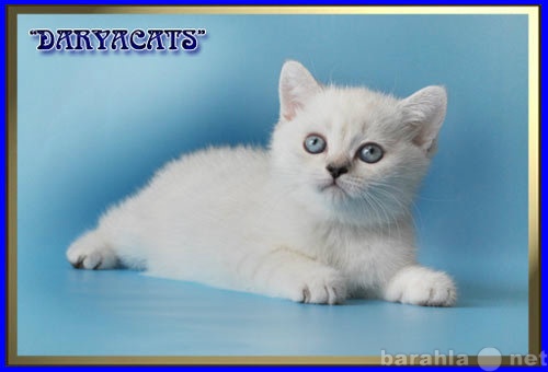 Продам: Британские котята серебристых окрасов
