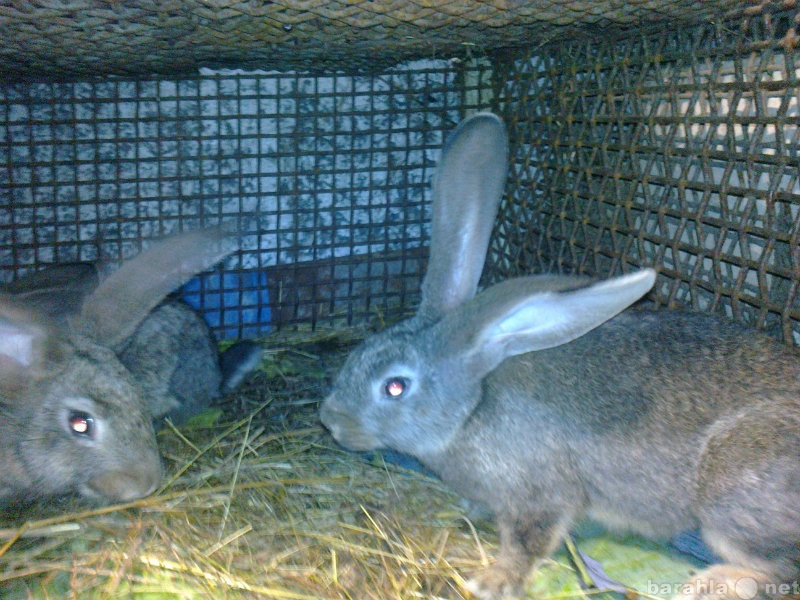 Продам: кролики породы Фландр