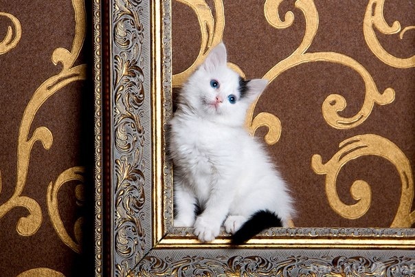 Продам: котенка породы ла-перм