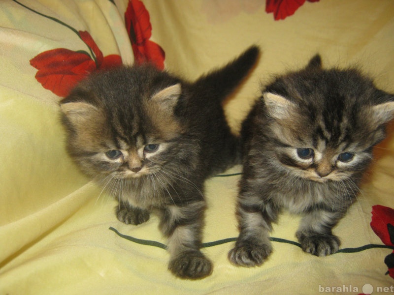 Продам: Чистокровные персидские котята