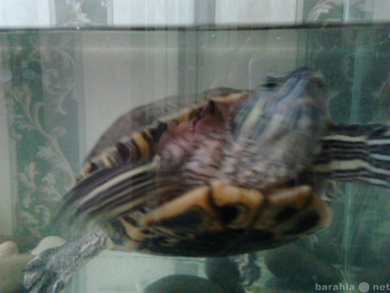 Продам: морскую черепаху и аквариум