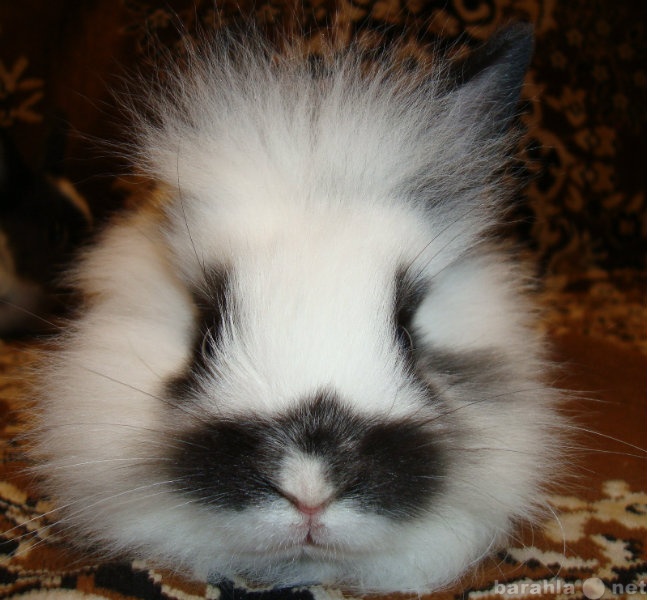 Продам: Карликовые крольчата