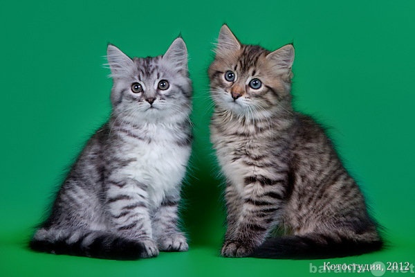 Продам: Сибирский котенок серебристого окраса