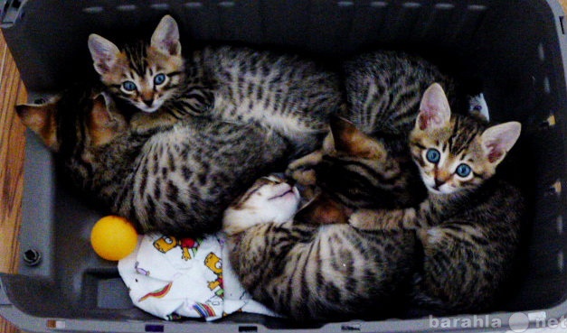 Продам: бенгальские котята мини леопарды