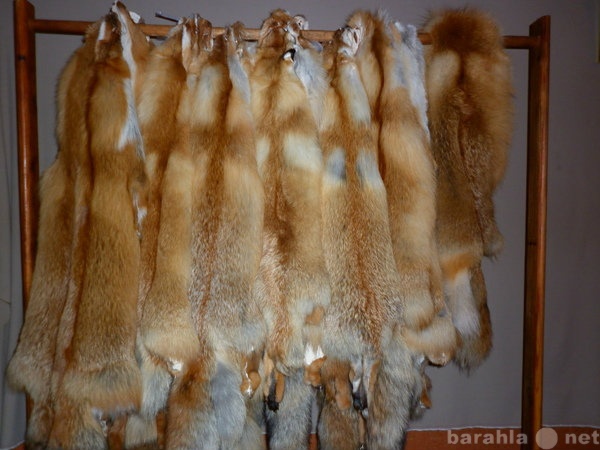 Продам: шкуры лисы
