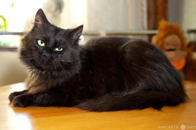 Отдам даром: Черный   котенок в дар