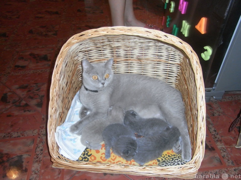 Продам: брианские котята