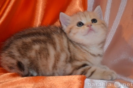 Продам: Британские  котята из Челябинска