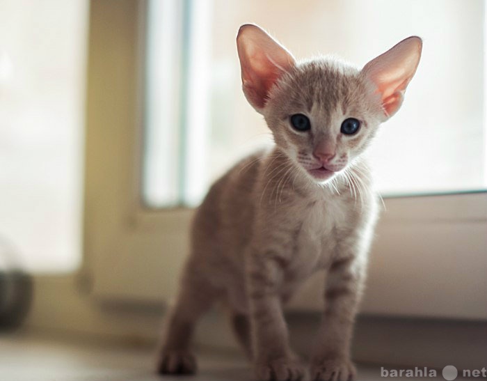 Продам: котенок от ориентальной кошки