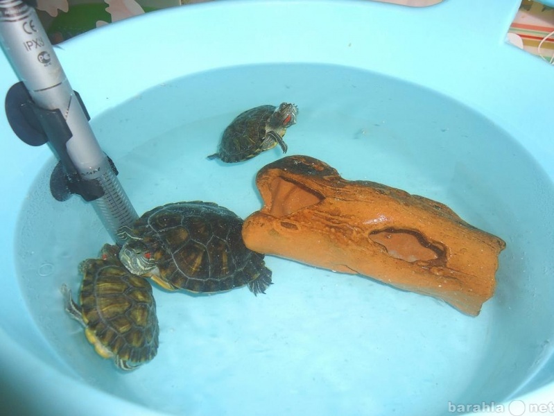 Отдам даром: Красноухие морские черепахи