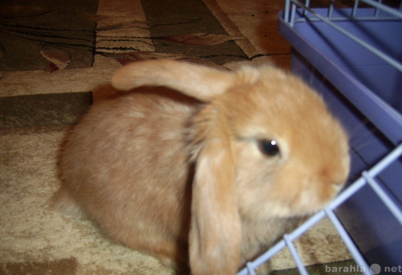 Продам: декоративные вислоухие крольчата
