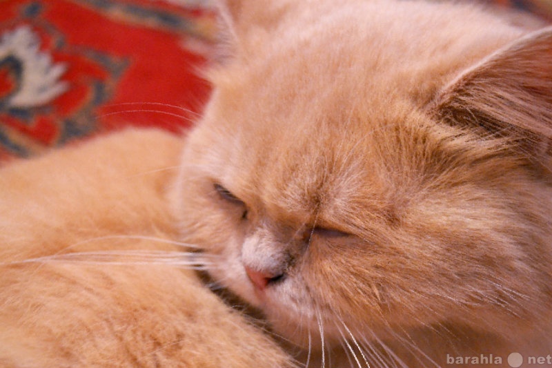 Отдам даром: Персидская кошка
