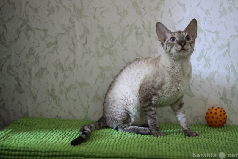 Продам: Подрощенный котенок корниш-рекс