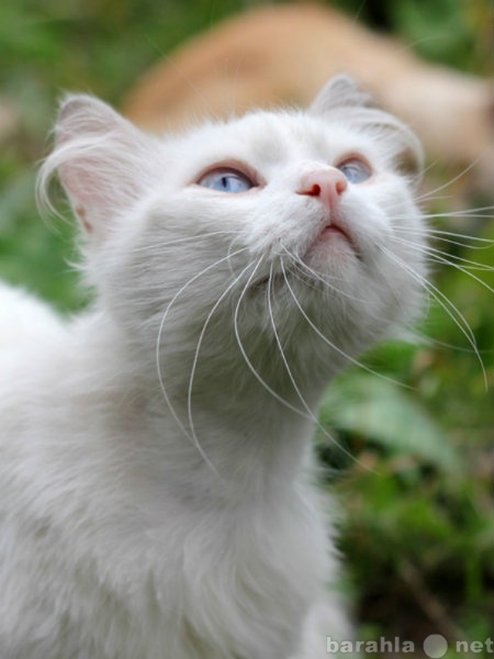 Отдам даром: В добрые руки белый кот
