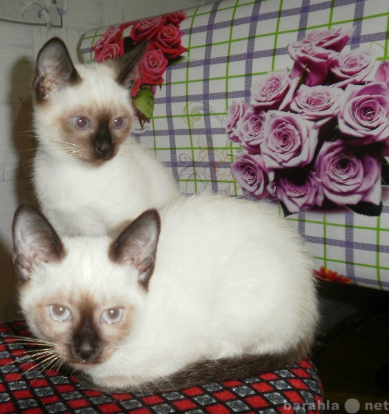 Продам: тайских котят