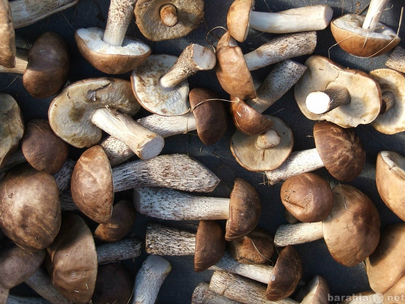 Продам: лесные грибы