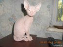 Продам: котята донского сфинкса