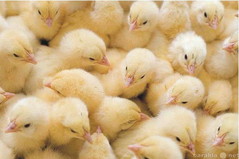 Продам: Цыплята и утята суточные и недельные