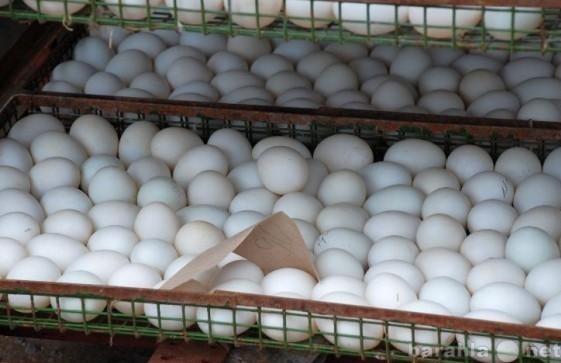 Продам: Инкубационное яйцо (куриное и утиное)