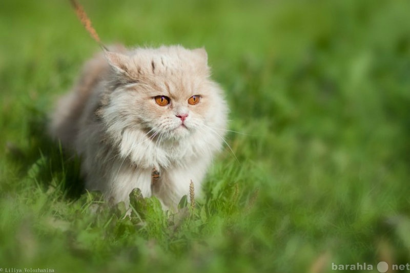 Отдам даром: Кошка Песета,  метис перса, 2 года.
