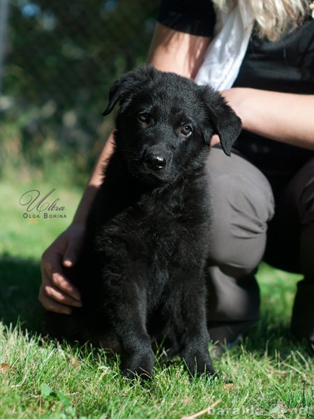 Продам: Продается черный щенок немецкой овчарки