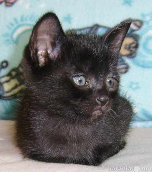 Отдам даром: черный умненький котенок