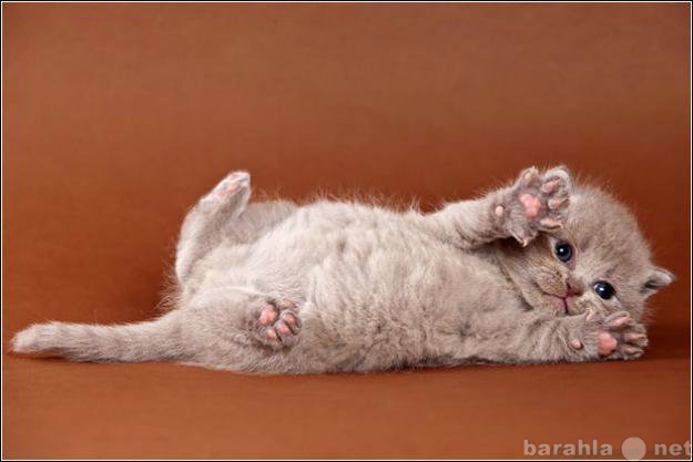 Продам: Шикарный плюшевый котик с редким окрасом
