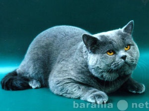 Продам: Британский котик. Вязка. Голубой