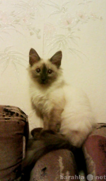Отдам даром: сиамского котенка (девочка, 2,5 месяца)