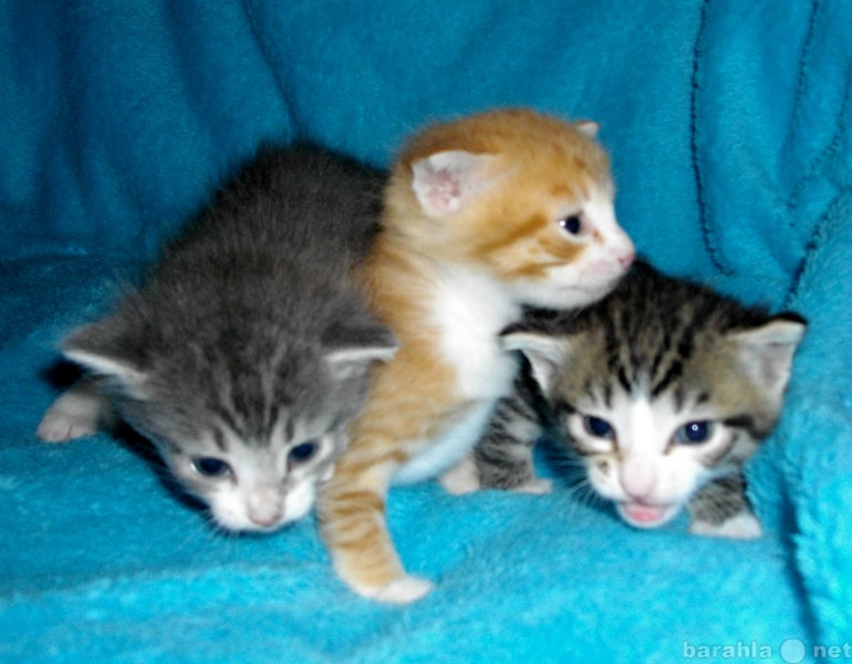 Отдам даром: Трое  очаровательных котят мальчишек